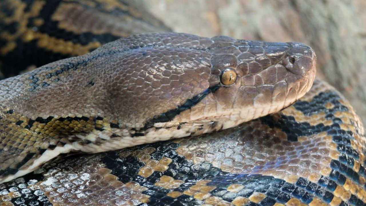 La serpiente pitón en Queensland, Australia, tenía varios metros de longitud