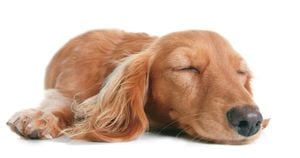 Si notas algún patrón extraño en el ciclo de sueño de tu perro, visita inmediatamente a tu médico veterinario. 