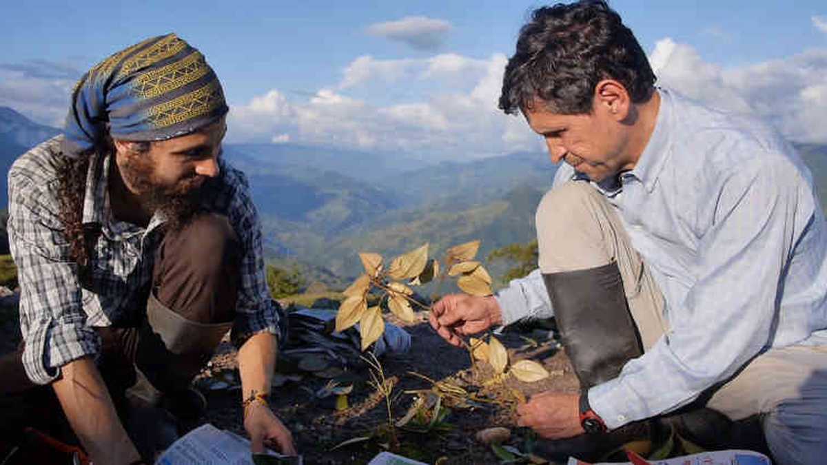 De los más denso del bosque a lo más alto de la montaña, Cristian Castro y su maestro Julio Betancur honran su pasión en 'Homo Botanicus'. Foto: Casatarantula