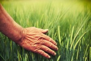 Hierba de trigo y sus beneficios para la salud.