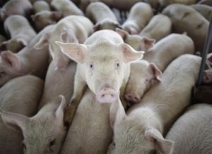“existe total consenso en la comunidad científica mundial de que el consumo de la carne de cerdo y sus derivados, no está relacionado con la transmisión del agente causal del brote actual, para distintos investigadores considerada como una “cepa recombinada”, afirmó El Presidente de la Junta Directiva de la Asociación Colombiana de Porcicultores, Freddy Velásquez.