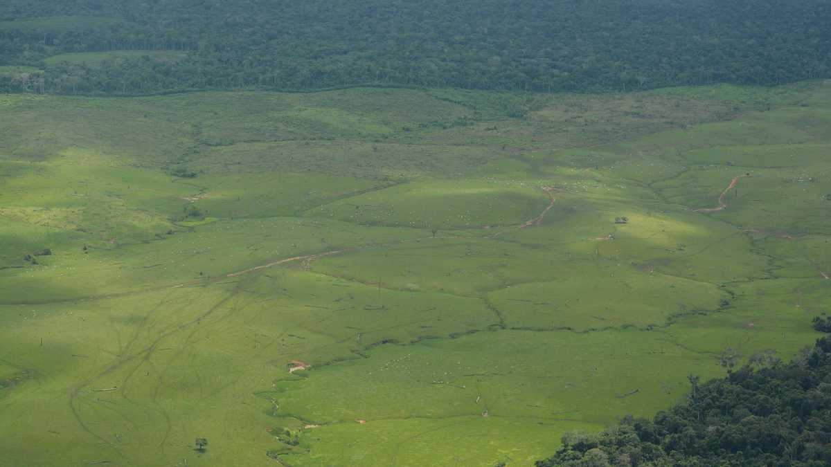 El 17 % del bosque amazónico ya desapareció, según WWF. Foto: Rodrigo Botero/FCDS