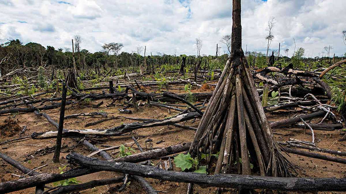 Caquetá perdió más de 30.000 hectáreas de bosque en el último trimestre de 2018, según el Ideam.