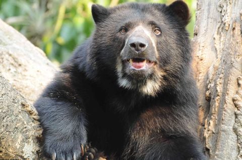 Aunque en el país no se tienen datos de esta emblemática especie, el oso de anteojos está presente en los bosques y los páramos de las tres cordilleras