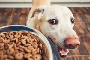 Marcas de alimentos como Chunky y Agility contribuyen a la alimentación de cerca de 11 millones de mascotas en el país, según la Andi.