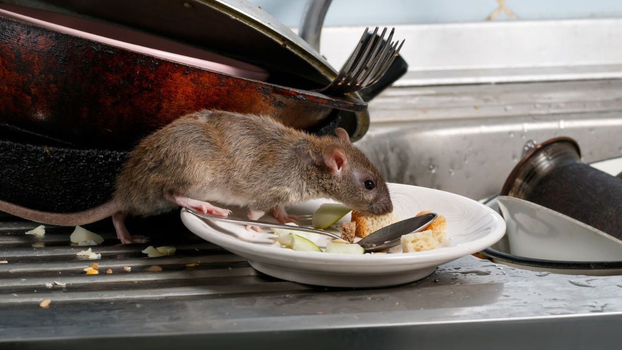 Cómo eliminar los ratones en la casa sin necesidad de utilizar venenos?
