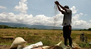 En el 2013, Colombia produjo 2.200.000 toneladas de arroz y consumió 2.700.000.