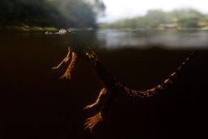 Un cocodrilo cubano (Crocodylus rhombifer) nada durante su liberación a la naturaleza en el Ciénaga de Zapata, Ciénaga de Zapata, Cuba, 24 de agosto de 2022.