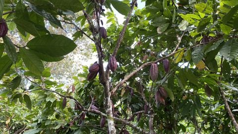 Cultivos de cacao en Tumaco