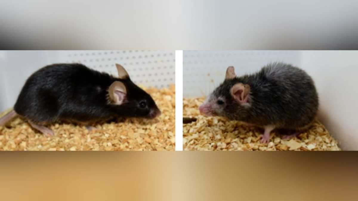 Científicos consiguen revertir el envejecimiento en ratones de laboratorio