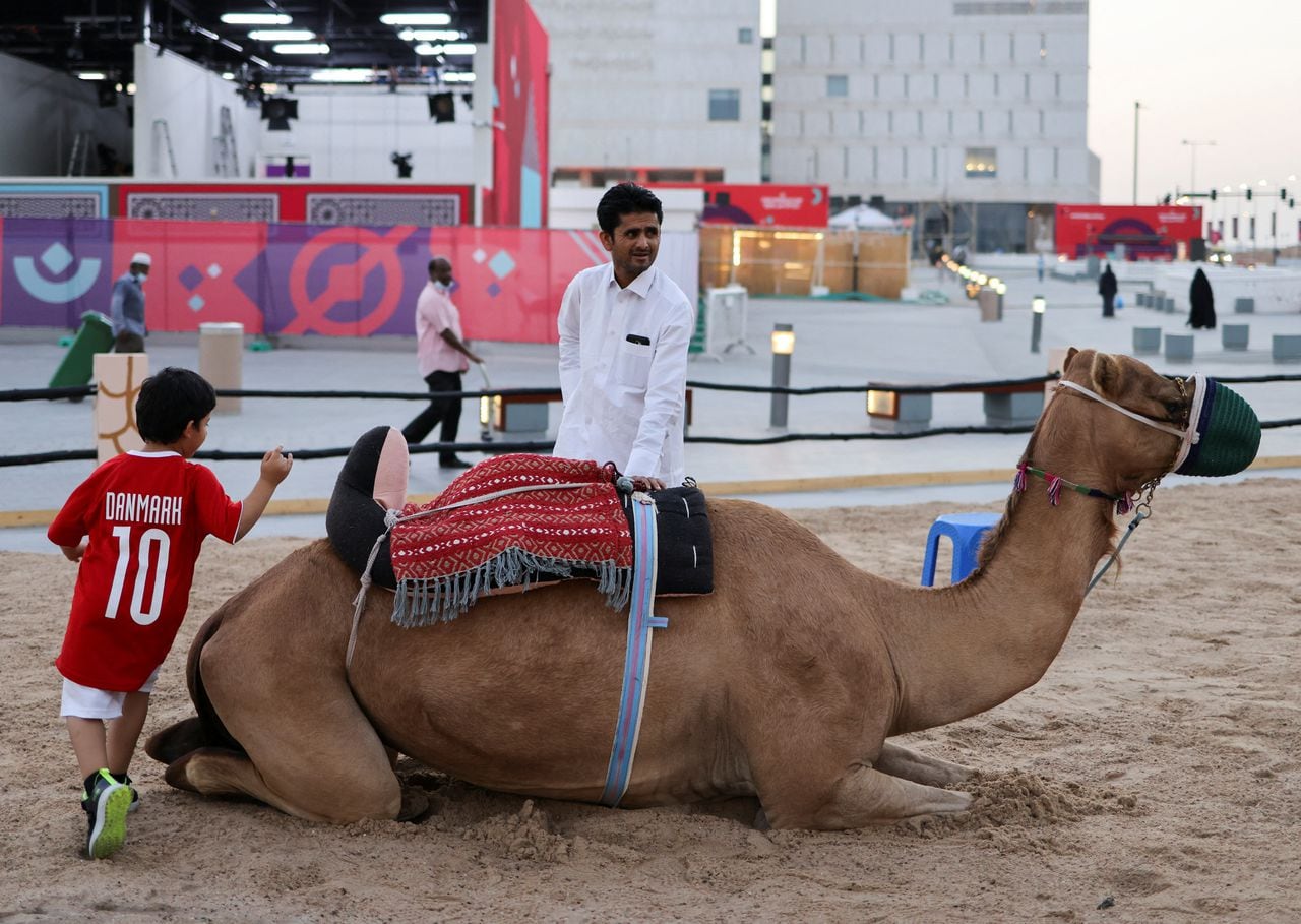 A child wears Denmark T-Shirt and plays with a camel at a popular tourist area in Souq Waqif, ahead of the FIFA World Cup 2022 soccer tournament in Doha, Qatar November 13, 2022. REUTERS/Amr Abdallah Dalsh