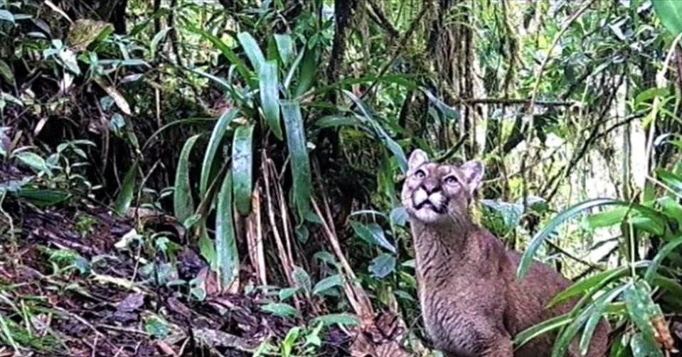 Las cámaras trampas capturaron imágenes de la Danta de Montaña, el Oso de Anteojos y el Puma en el Parque Natural El Dorado, en Huila.