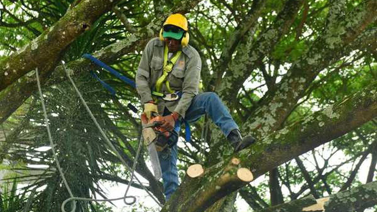 Solo el Dagma y la CVC están autorizados para realizar talas de árboles.
