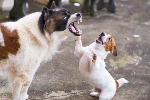 Los perros pueden comunicar su agresión a través de posturas amenazantes como el pelo erizado y la cola erguida.