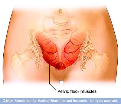 Los músculos del piso pélvico se componen de varias capas de músculo sujetas a las partes delantera, trasera y laterales del hueso pélvico. Estos músculos ayudan a controlar la micción.