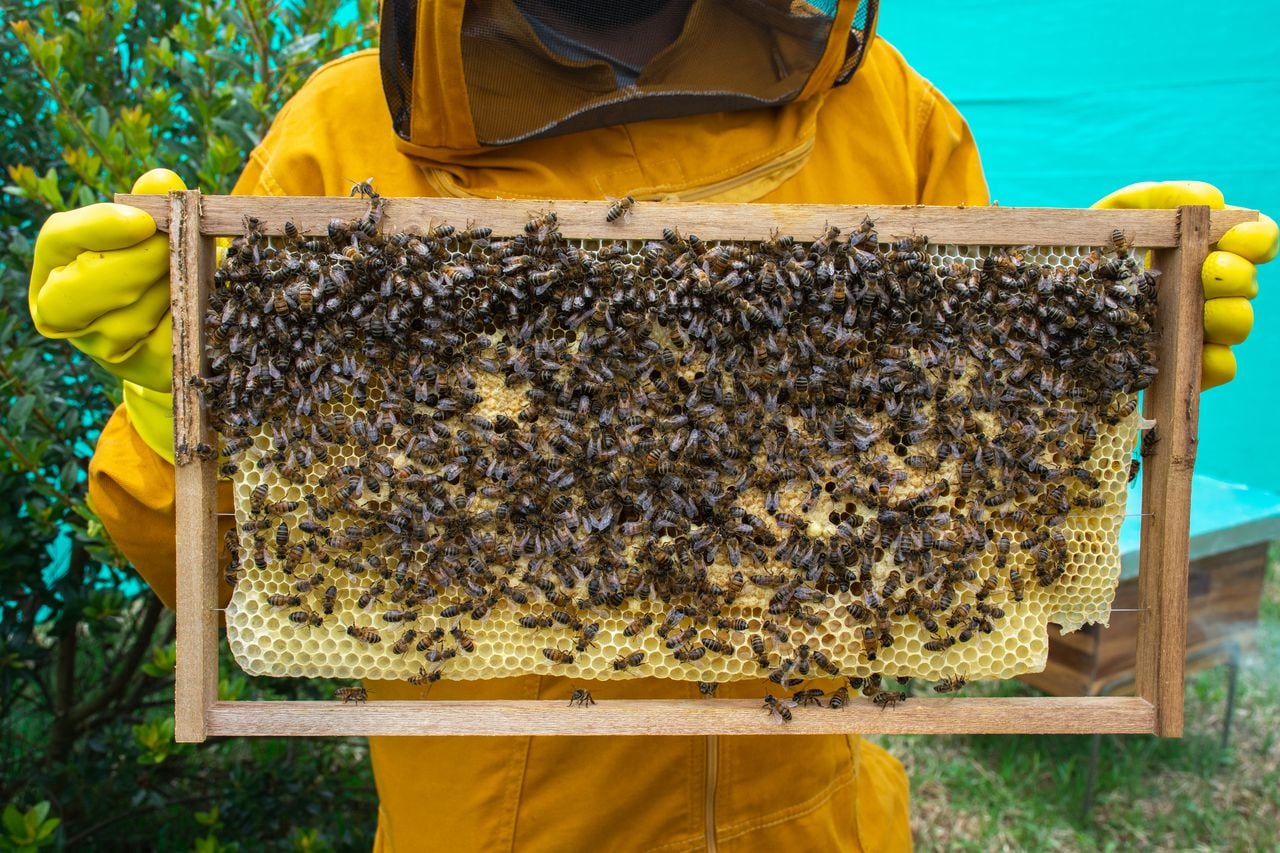 Debido a la acción humana, muchas colmenas de abejas suelen estar en riesgo de desaparecer.