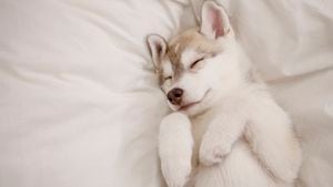 Lindo cachorro husky durmiendo en la cama