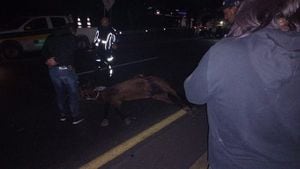 Jinete y caballo murieron tras ser arrollados por un bus durante cabalgata de Buga, Valle.