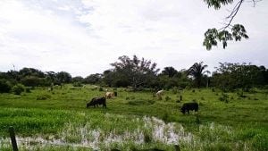 En 58 años, la Isla del Charo, bañada por las aguas de los ríos Arauca y Madrevieja en Saravena, perdió 96,3 por ciento de su bosque. La ganadería fue la gran responsable de que hoy luzca como una planicie.