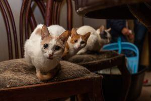 Un total de 35 gatos quedaron huérfanos en Chapinero luego de que su cuidadora falleciera en noviembre del año pasado.