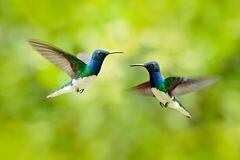 Enfrentamiento de pájaros colibrí azul y blanco volador, jacobino de cuello blanco (Florisuga mellivora).