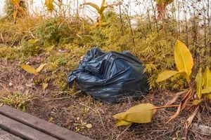 Close-up of a black cellophane bag thrown on the yellowed autumn grass. pollution of the environment by garbage and waste. volunteer cleaning of the territory. Cleaning day. Garbage collection.