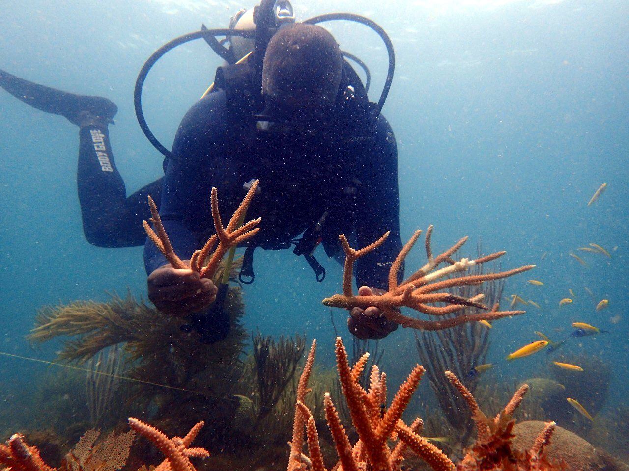Una de las estrategias de conservación de arrecifes coralinos es el buceo responsable, una práctica que permite identificar posibles problemas de salud de estos ecosistemas.
