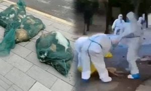 Videos muestran cómo trabajadores sanitarios de China estarían sacrificando mascotas de personas infectadas de covid
