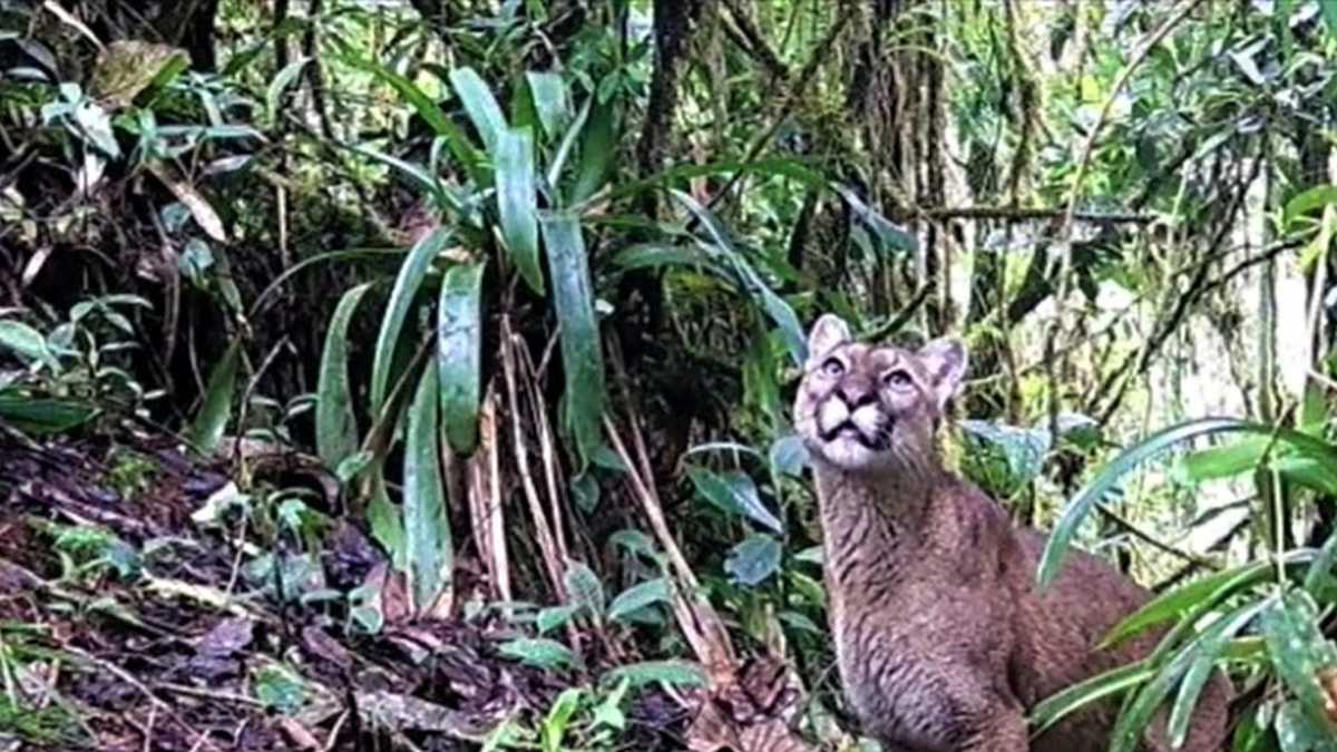 Las cámaras trampas capturaron imágenes de la Danta de Montaña, el Oso de Anteojos y el Puma en el Parque Natural El Dorado, en Huila.
