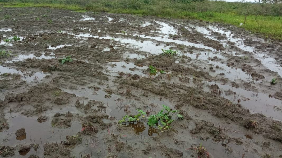 Advierten que cultivos de patilla y melón se están perdiendo por inundaciones.
