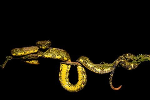 Colombia cuenta con cerca de 319 especies de serpientes, las cuales se encuentran entre los cero y mil metros sobre el nivel del mar. De estas, tan solo 52 podrían ser peligrosas para los seres humanos en caso de un ataque.