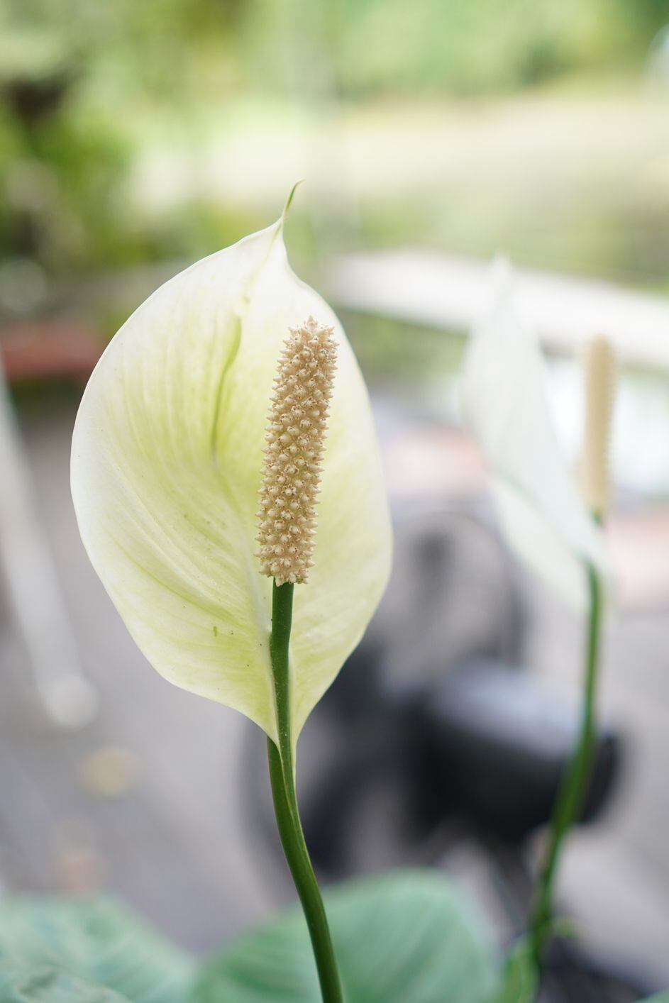 Spadix white flower