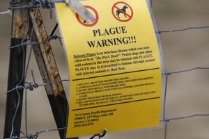 Funcionarios de salud pública de Oregon han reportado un caso de peste bubónica en un residente local, quien, según dijeron, probablemente la contrajo de un gato doméstico. (AP Foto/David Zalubowski, Archivo)
