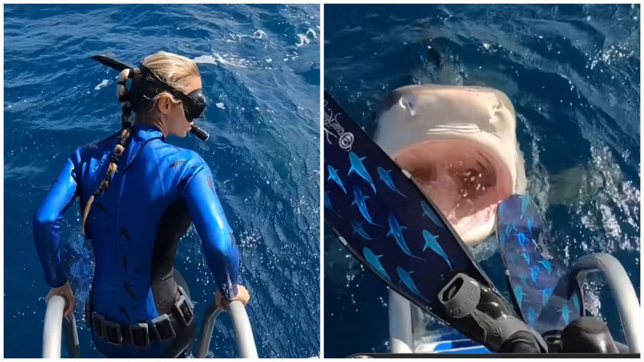 Segundos separaron a una bióloga de terminar en la boca de un tiburón tigre.
