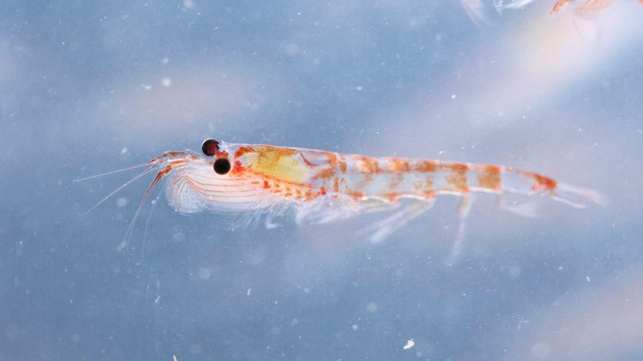 Krill, Euphausia superba, is an important food source to animals living in the Antarctic.