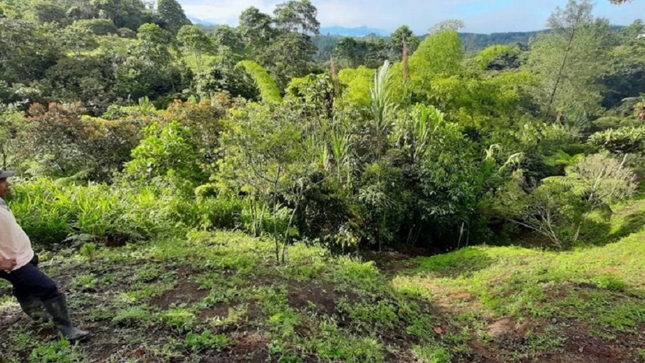 proyecto de café sostenible en Cajibío- Cauca