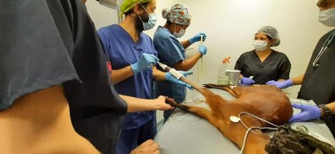 Cirugía a venado hallado en Bogotá