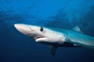 La sobrepesca es una de las principales amenazas de los tiburones. Foto: Martin Prochazkacz