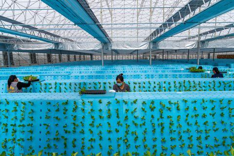 Los empleados transfieren plántulas de hortalizas a un sistema aeropónico en un invernadero el 16 de marzo de 2022 en el condado de Feidong, ciudad de Hefei, provincia de Anhui en China. (Foto de Ruan Xuefeng/VCG vía Getty Images)