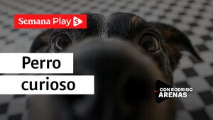 Perro curioso | Rodrigo Arenas en EduCANdo Manadas