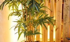 Dónde colocar el bambú para atraer la abundancia.