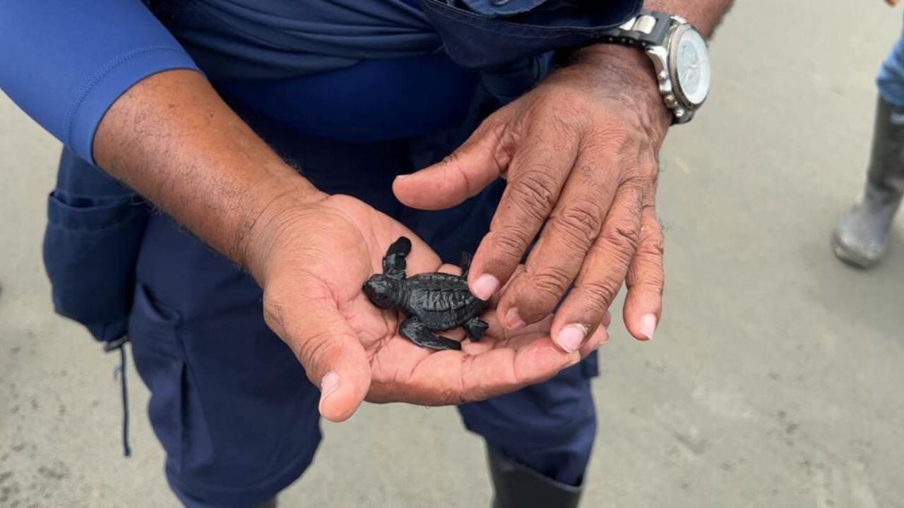 Liberan a 500 tortugas marinas en el Pacífico colombiano que se enfrentaban a la casa indiscriminada