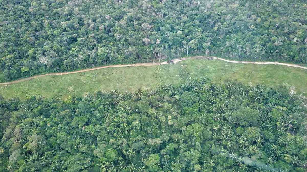 Las zonas más afectadas por la deforestación se encuentran en la Amazonia brasileña y la región de Cerrado en Brasil, la Amazonia boliviana, así como en Paraguay, Argentina, Madagascar y las islas asiáticas de Sumatra y Borneo. Foto: MAAP.