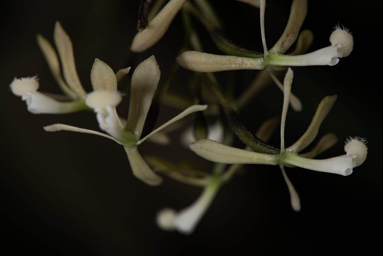 Nueva especie de orquídea registrada en el Parque Nacional Natural Farallones de Cali. (Epidendrum  medusichilum).