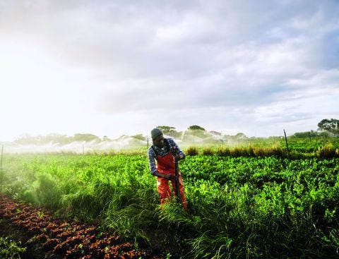 El panorama de la agricultura en Colombia.