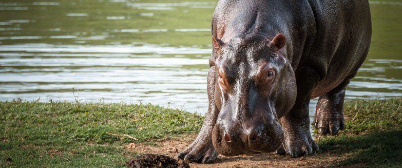 Los hipopótamos han sido considerados una especie invasora en Colombia.