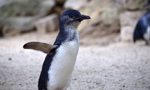 Horror en Nueva Zelanda por ola de pingüinos hallados muertos
