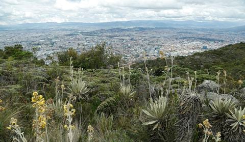 En 2017 nació LiveHappy, un proyecto de senderismo que busca contribuir a que los Cerros Orientales sean un espacio seguro de convivencia y preservación ambiental.
