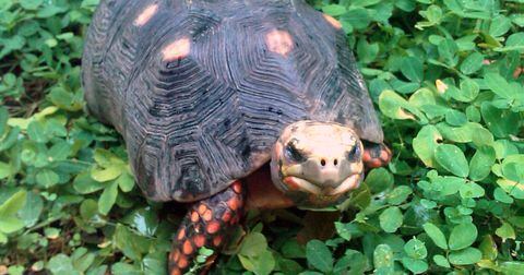 El tráfico de fauna y el consumo tienen en aprietos a la tortuga morrocoy de patas rojas.