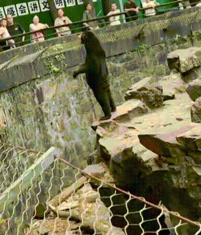 Un zoológico del este de China ha desmentido las insinuaciones de que sus osos son en realidad personas disfrazadas